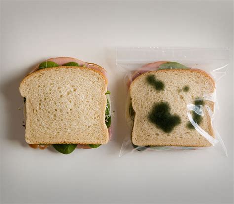 moldy lunch bag